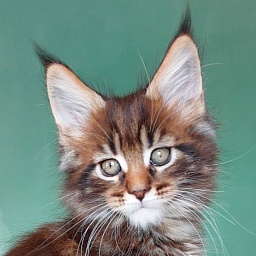 Bodiamlife Aston Martin