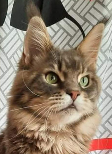 Gatto Fantastico Xavier - мейн-кун