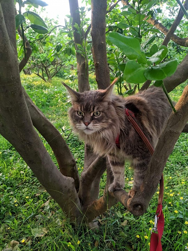 Gatto Fantastico Xavier - Дорослий мейн-кун 3 роки 8 місяців 2 тижні
