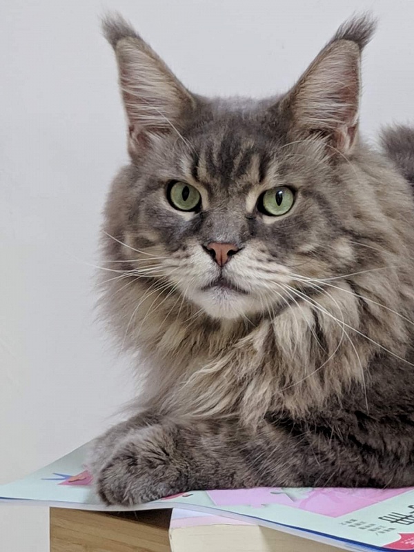 Gatto Fantastico Xavier - Дорослий мейн-кун 3 роки 11 місяців 3 тижні