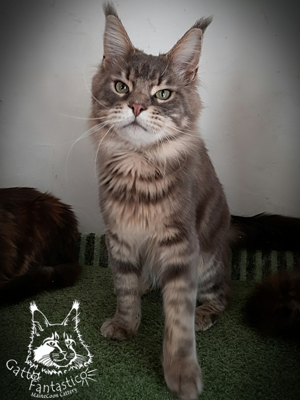 Gatto Fantastico Xavier - Дорослий мейн-кун 1 рік 9 місяців