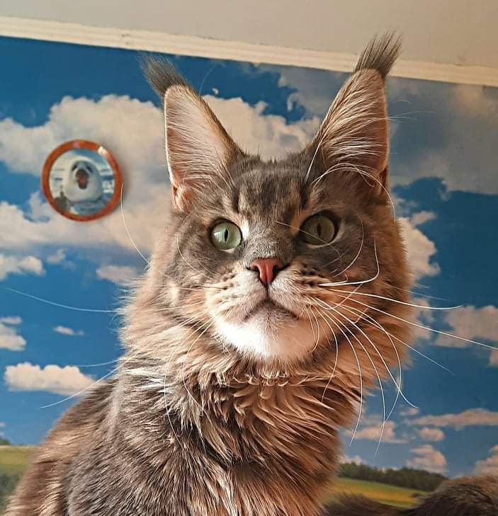 Gatto Fantastico Xavier - мейн-кун