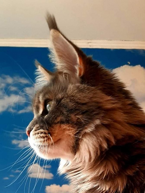 Gatto Fantastico Xavier - мейн-кун
