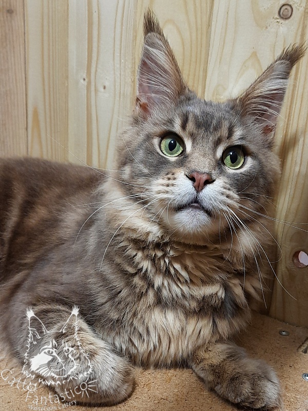Gatto Fantastico Xavier - Дорослий мейн-кун 1 рік 8 місяців 3 тижні