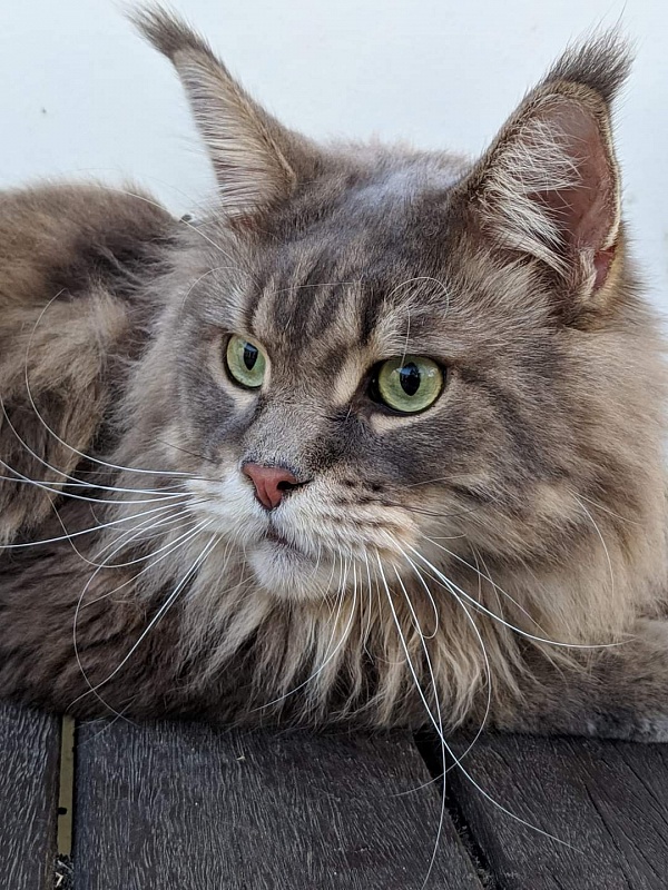 Gatto Fantastico Xavier - Дорослий мейн-кун 3 роки 7 місяців 1,5 тиждень