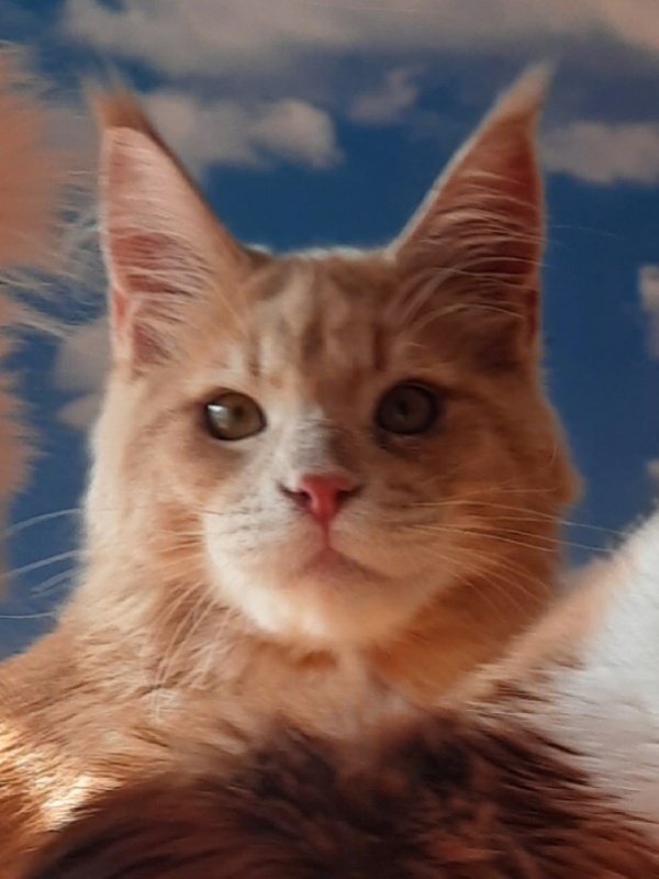 Gatto Fantastico Joy - Юніор мейн-кун 7 місяців 0,5 тижнів