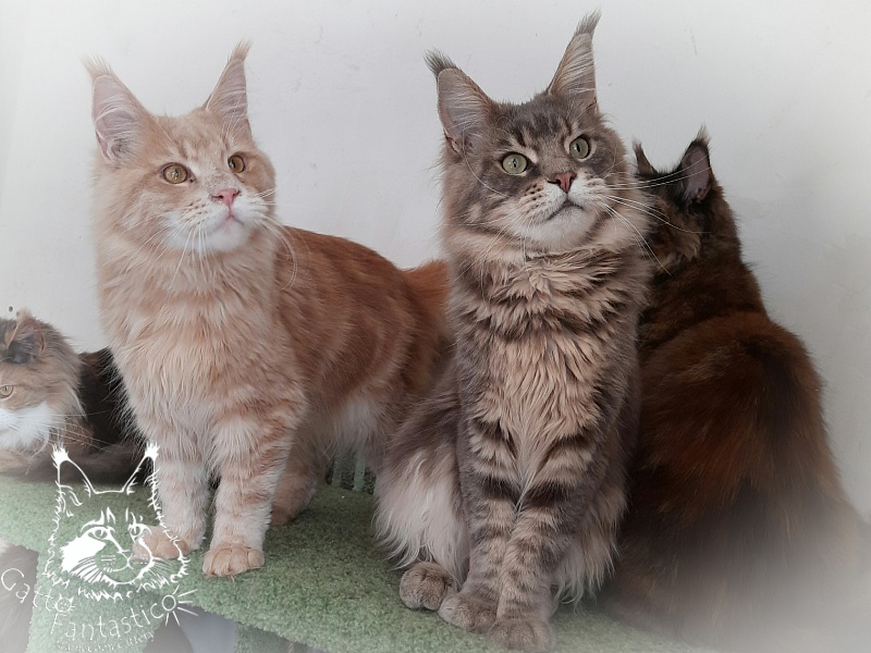 Gatto Fantastico Joy - Юніор мейн-кун 8 місяців 1,5 тиждень