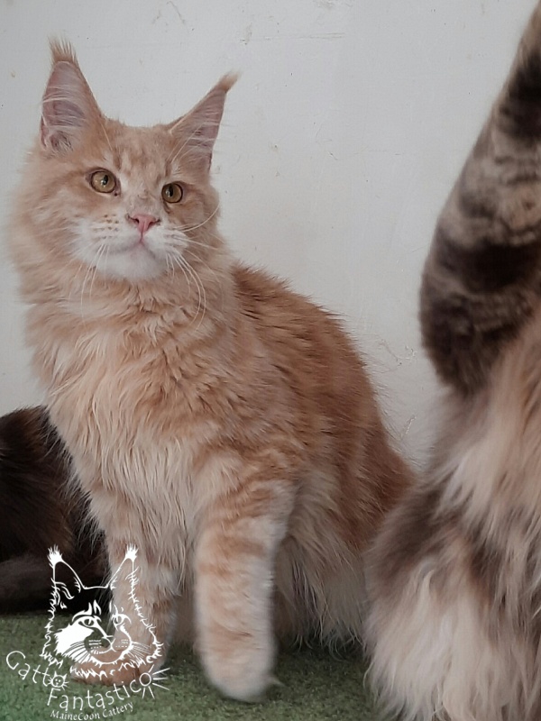 Gatto Fantastico Joy - Юніор мейн-кун 8 місяців 1,5 тиждень