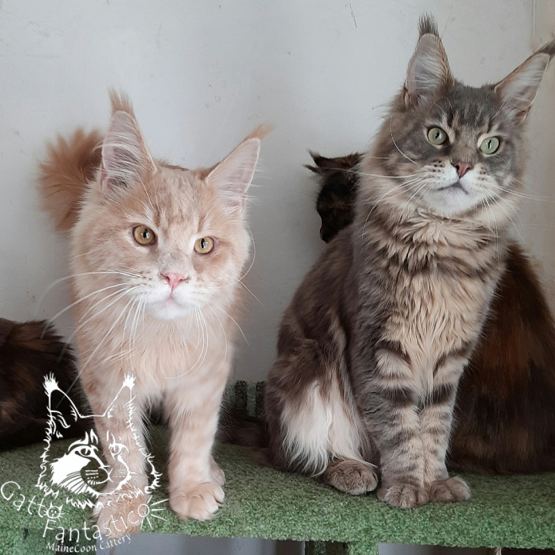 Gatto Fantastico Joy - Юніор мейн-кун 8 місяців 1,5 тиждень