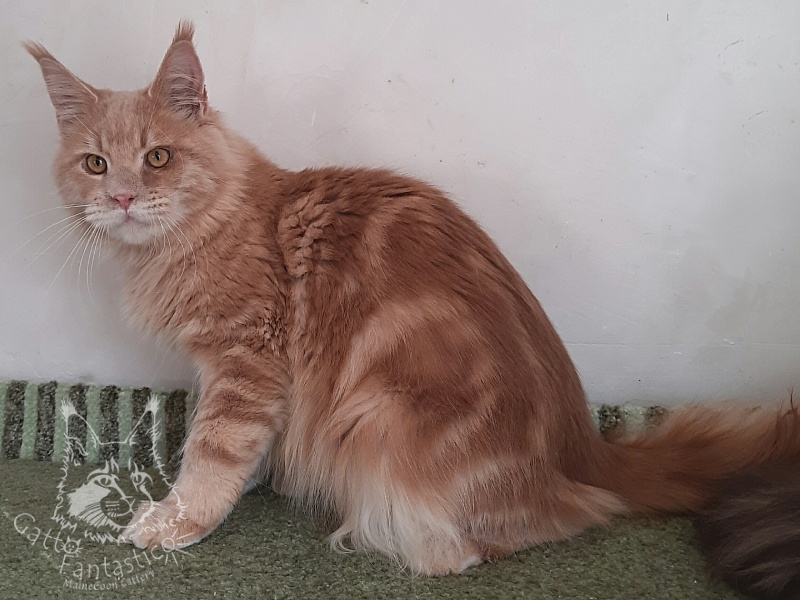 Gatto Fantastico Joy - Юніор мейн-кун 8 місяців 3 тижні