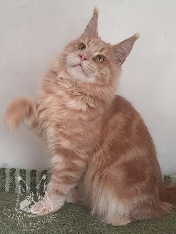 Gatto Fantastico Joy - Юніор мейн-кун 8 місяців 3 тижні