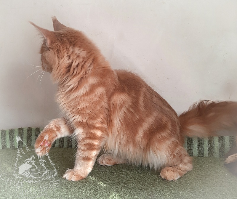 Gatto Fantastico Joy - Юніор мейн-кун 8 місяців 3 тижні