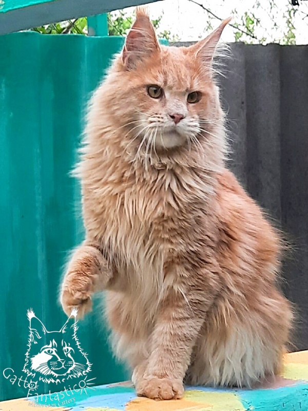 Gatto Fantastico Joy - Юніор мейн-кун 9 місяців 3,5 тижні