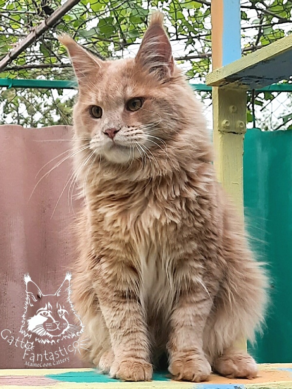 Gatto Fantastico Joy - Юніор мейн-кун 9 місяців 3,5 тижні