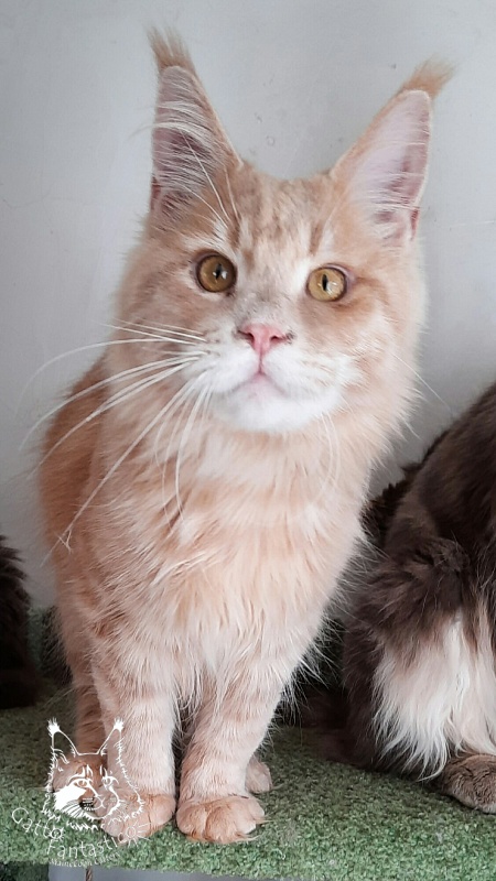 Gatto Fantastico Joy - Юніор мейн-кун 8 місяців 1,5 тиждень