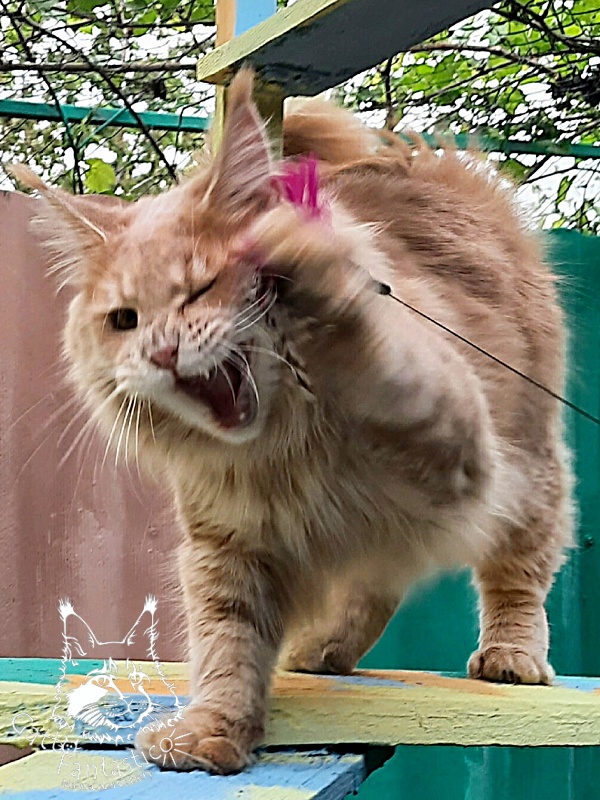 Gatto Fantastico Joy - Юніор мейн-кун 9 місяців 3,5 тижні