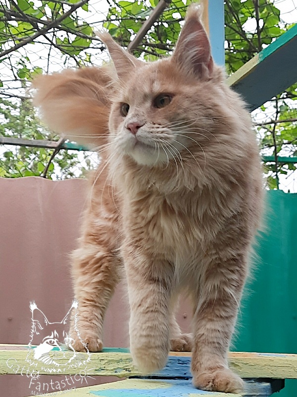 Gatto Fantastico Joy - Юніор мейн-кун 9 місяців 3,5 тижні