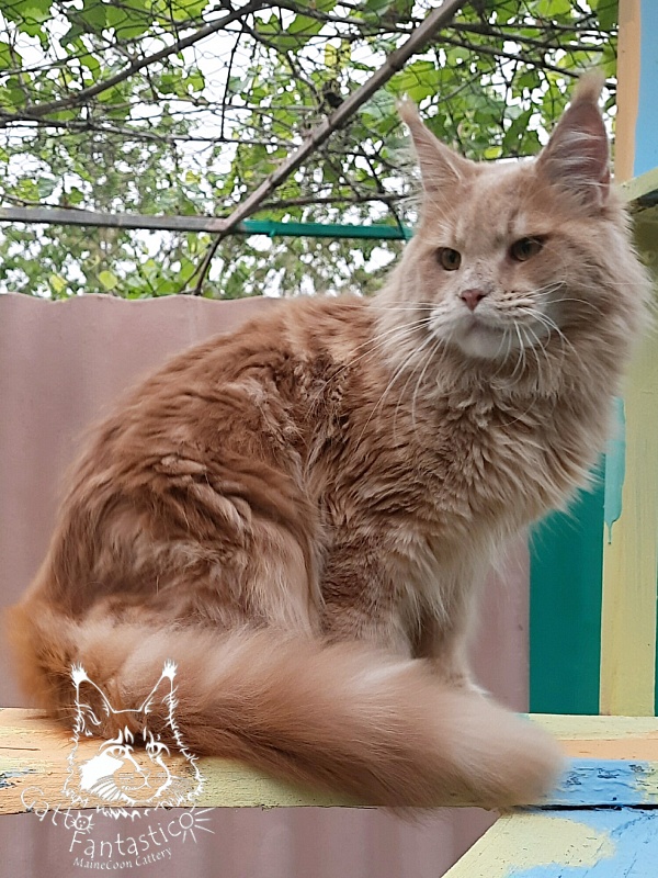 Gatto Fantastico Joy - Юніор мейн-кун 9 місяців 3,5 тижні
