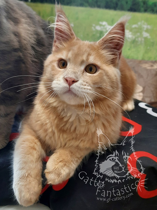 Gatto Fantastico Joy - мейн-кун