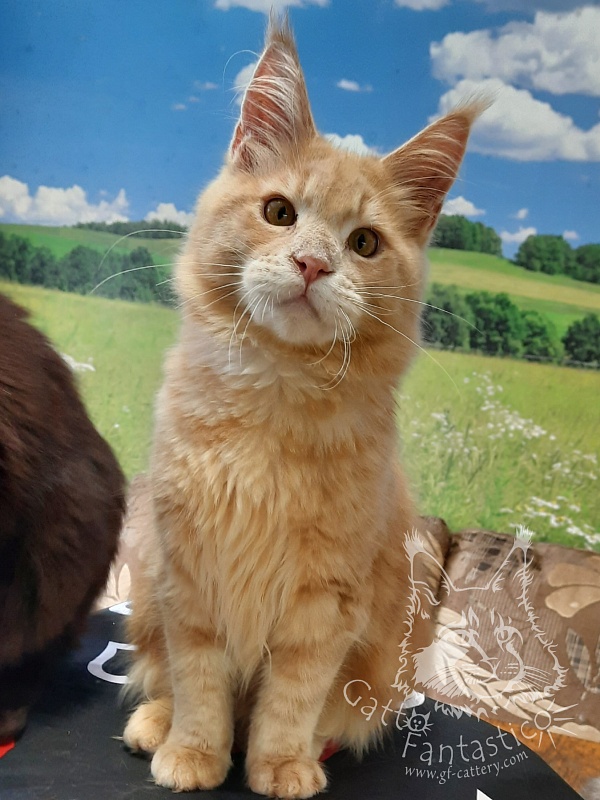 Gatto Fantastico Joy - мейн-кун