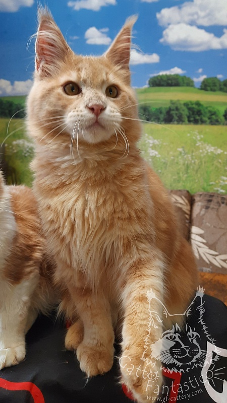 Gatto Fantastico Joy - мейн-кун