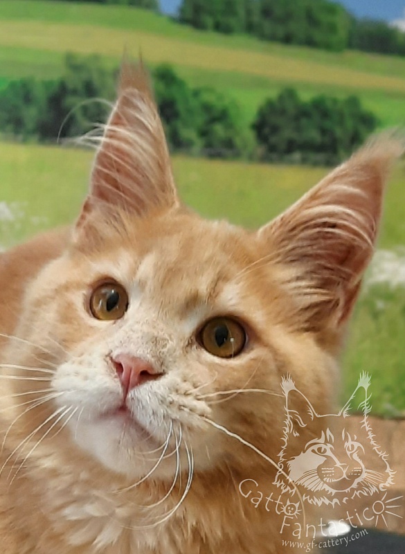 Gatto Fantastico Joy - мейн-кун