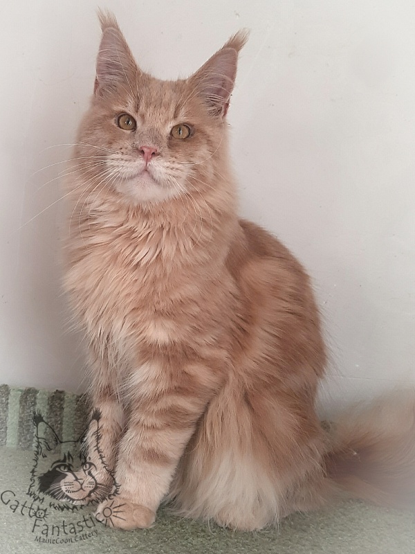 Gatto Fantastico Joy - Юніор мейн-кун 8 місяців 3 тижні