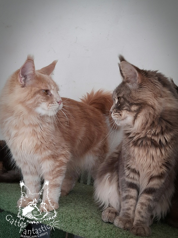 Gatto Fantastico Joy - Юніор мейн-кун 8 місяців 1,5 тиждень