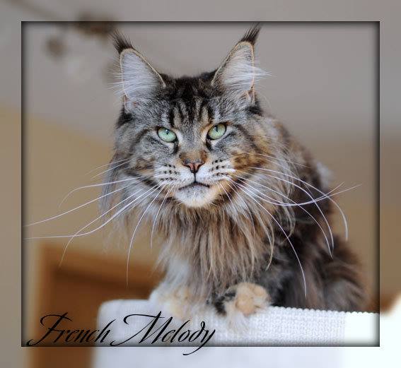 Peshewafarm French Melody - maine-coon