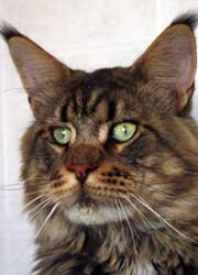 Csak's Coon Jasper