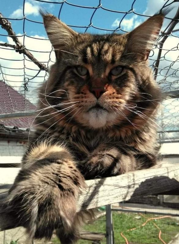 Erny Arkiza*PL - мейн-кун