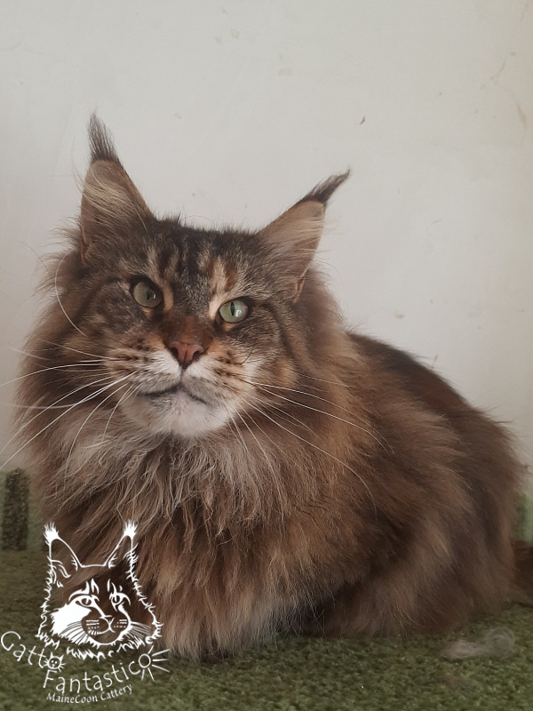 Gatto Fantastico Barcelona - Взрослый мейн-кун 3 года 1 месяц 1,5 неделя