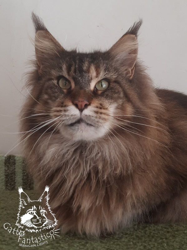 Gatto Fantastico Barcelona - Взрослый мейн-кун 3 года 1 месяц 1,5 неделя