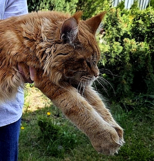 Gatto Fantastico Eros - Дорослий мейн-кун 3 роки 1 місяць 1 тиждень