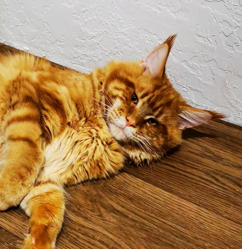 Gatto Fantastico Eros - Дорослий мейн-кун 3 роки 1 місяць 1 тиждень