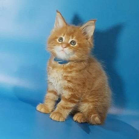 Gatto Fantastico Eros - Кошеня мейн-кун 1 місяць 3,5 тижні