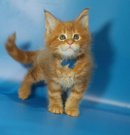Gatto Fantastico Eros - Кошеня мейн-кун 1 місяць 3,5 тижні