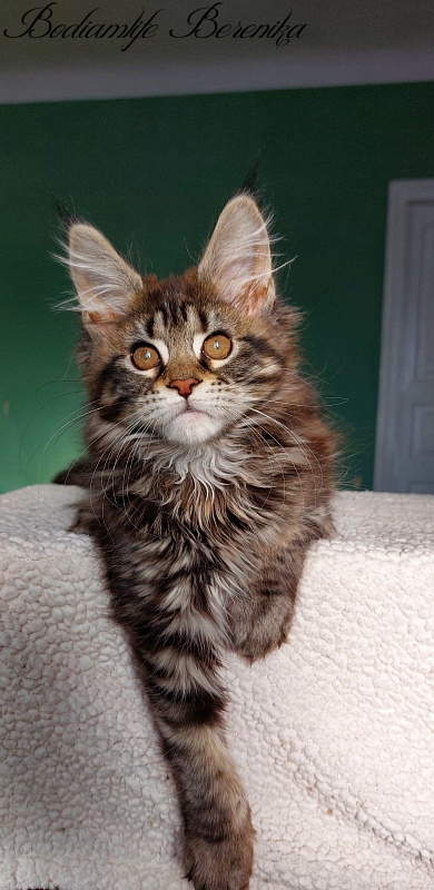 Bodiamlife Berenika - Kitten maine-coon 2 months 3 weeks