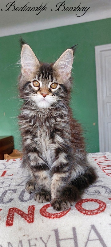Bodiamlife Bombay - Kitten maine-coon 2 months 3 weeks