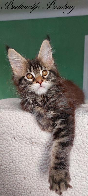 Bodiamlife Bombay - Kitten maine-coon 2 months 3 weeks