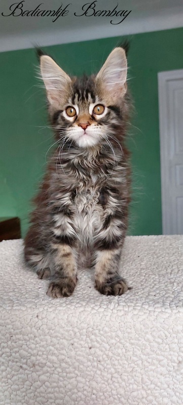 Bodiamlife Bombay - Kitten maine-coon 2 months 3 weeks