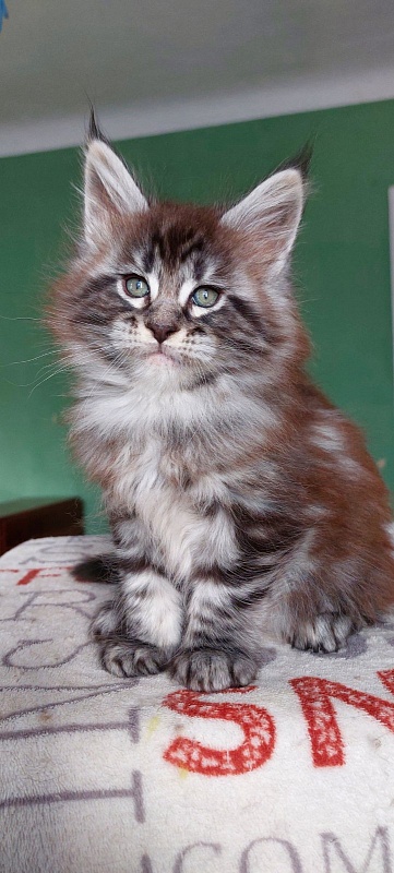 Bodiamlife Chinghis - Kitten maine-coon 1 month 3.5 weeks