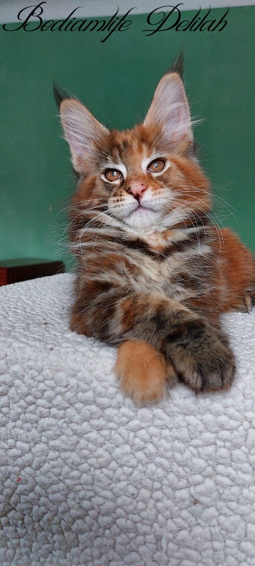 Bodiamlife Delilah - Котенок мейн-кун 2 месяца 1 неделя