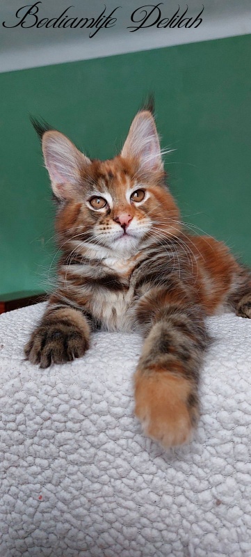 Bodiamlife Delilah - Котенок мейн-кун 2 месяца 1 неделя