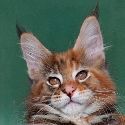 Bodiamlife Delilah