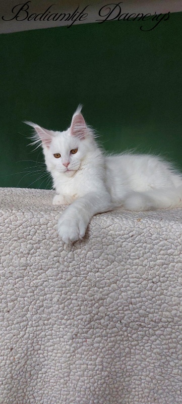 Bodiamlife Daenerys - Кошеня мейн-кун 3 місяця 2 тижні