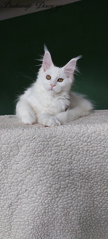 Bodiamlife Daenerys - Кошеня мейн-кун 3 місяця 2 тижні