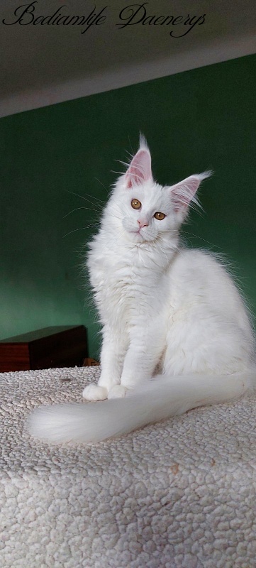 Bodiamlife Daenerys - Кошеня мейн-кун 3 місяця 2 тижні