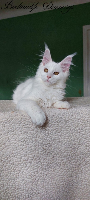 Bodiamlife Daenerys - Кошеня мейн-кун 3 місяця 2 тижні