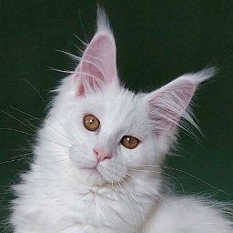 Bodiamlife Daenerys